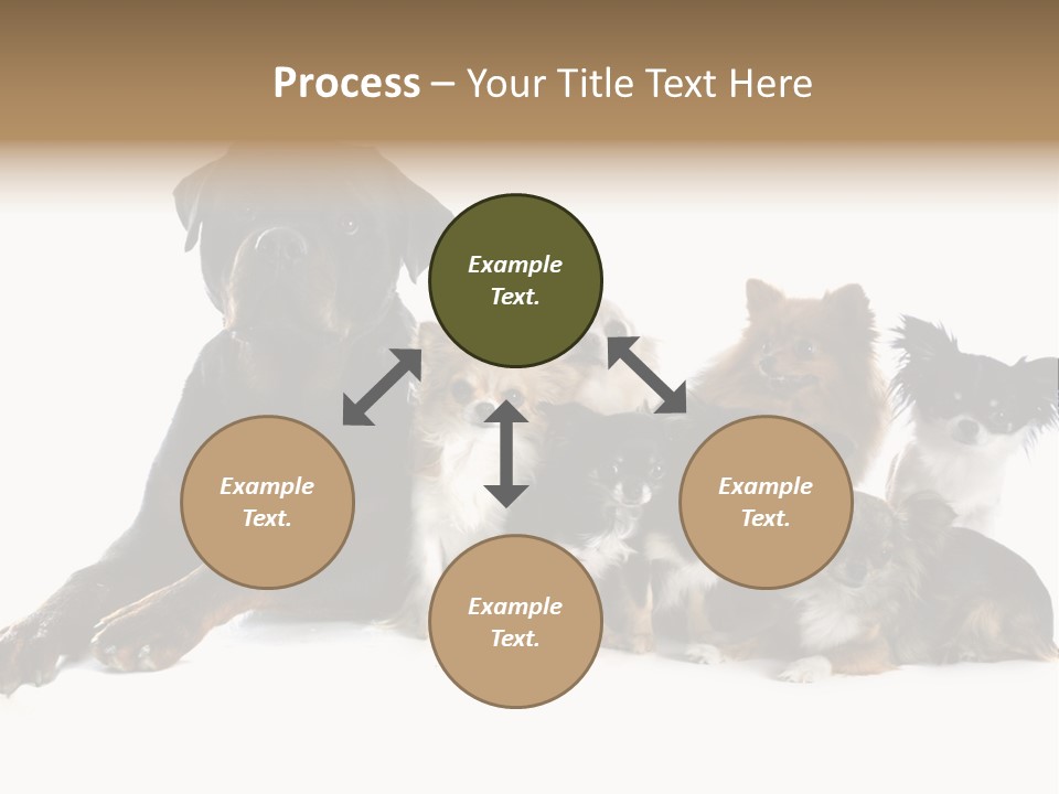 Family Photo Of Dogs PowerPoint Template