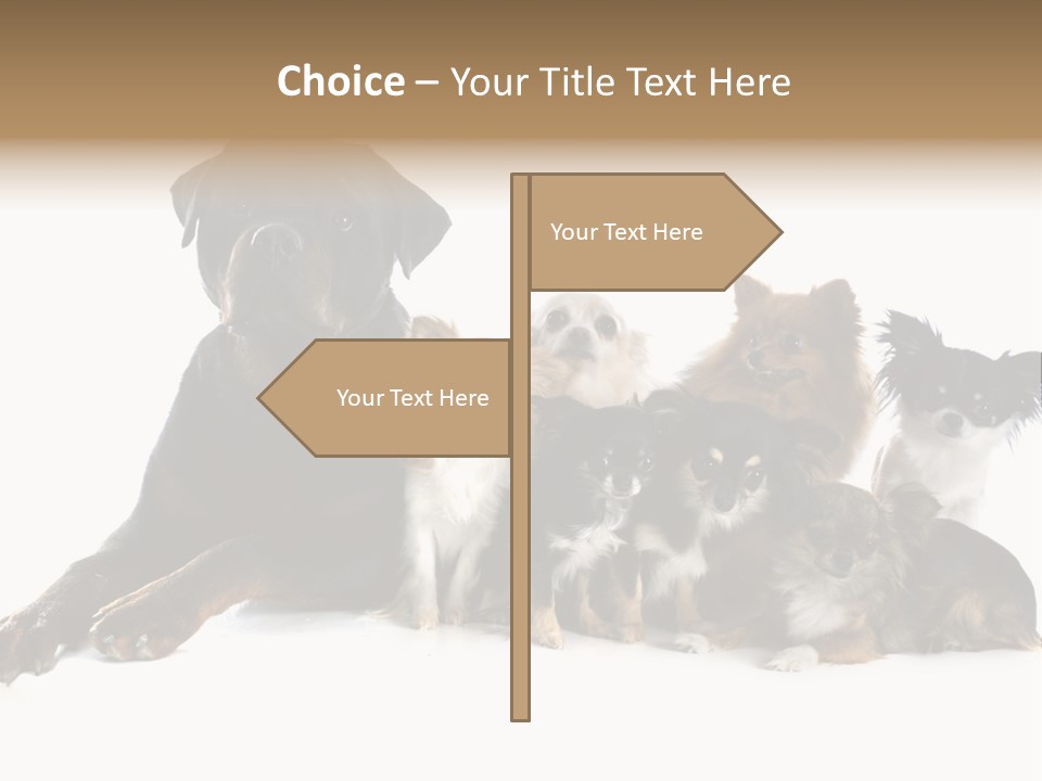 Family Photo Of Dogs PowerPoint Template