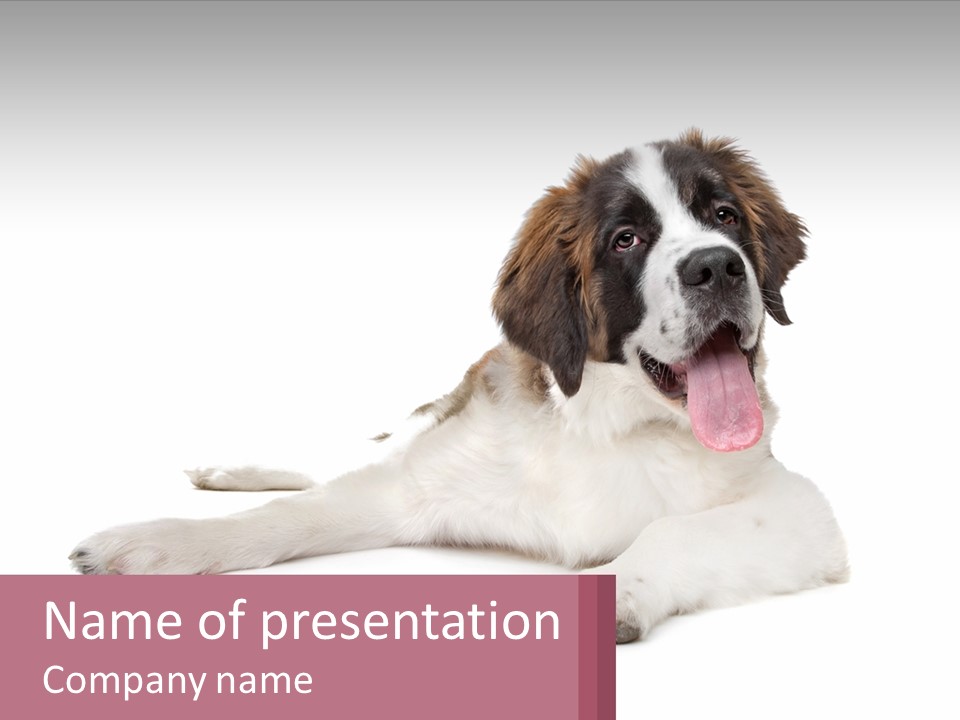 A Dog Laying Down With Its Tongue Out PowerPoint Template