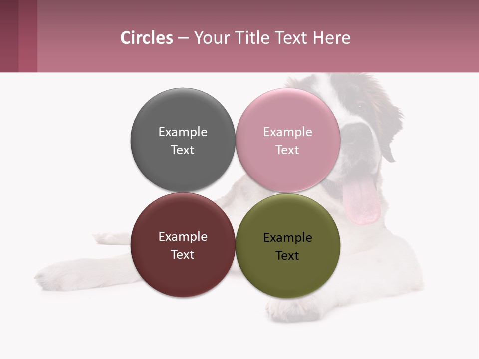 A Dog Laying Down With Its Tongue Out PowerPoint Template