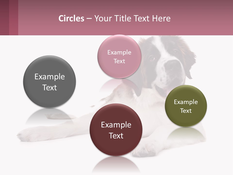 A Dog Laying Down With Its Tongue Out PowerPoint Template