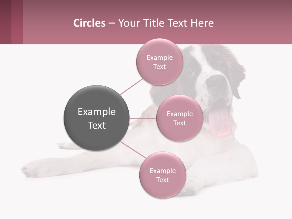 A Dog Laying Down With Its Tongue Out PowerPoint Template