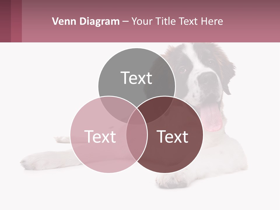 A Dog Laying Down With Its Tongue Out PowerPoint Template