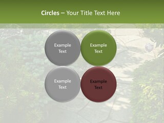 A Garden With Lots Of Plants And Rocks PowerPoint Template