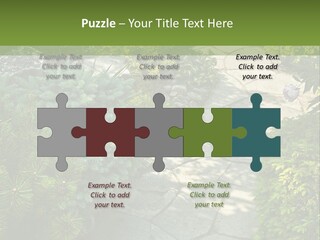 A Garden With Lots Of Plants And Rocks PowerPoint Template