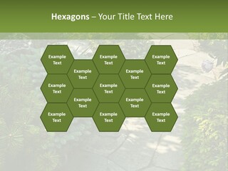 A Garden With Lots Of Plants And Rocks PowerPoint Template