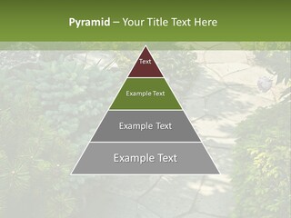 A Garden With Lots Of Plants And Rocks PowerPoint Template