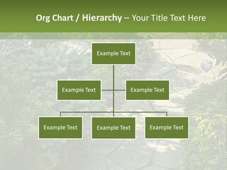 A Garden With Lots Of Plants And Rocks PowerPoint Template