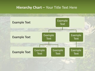 A Garden With Lots Of Plants And Rocks PowerPoint Template