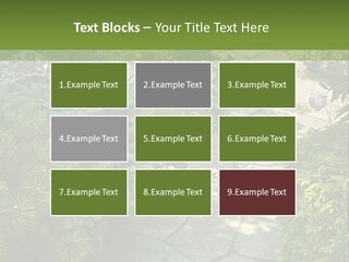 A Garden With Lots Of Plants And Rocks PowerPoint Template