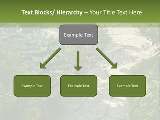 A Garden With Lots Of Plants And Rocks PowerPoint Template