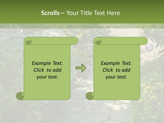 A Garden With Lots Of Plants And Rocks PowerPoint Template