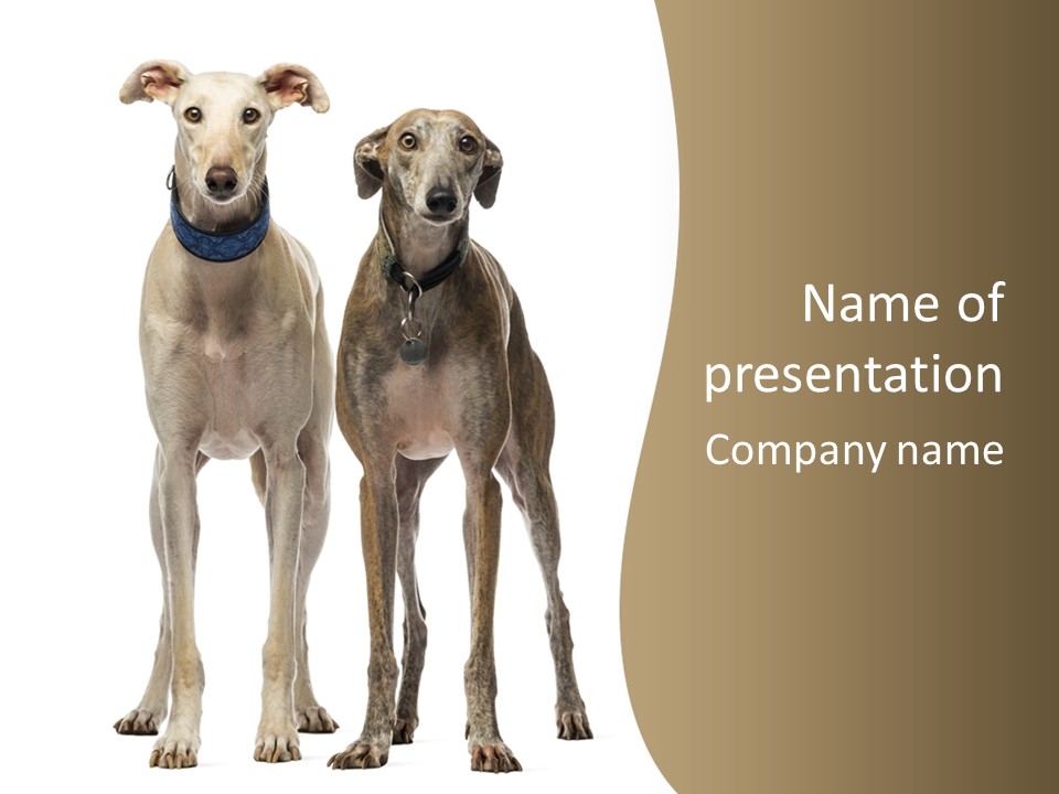 Two Dogs Standing Next To Each Other On A White Background PowerPoint Template