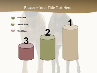 Two Dogs Standing Next To Each Other On A White Background PowerPoint Template