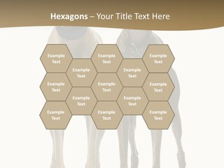 Two Dogs Standing Next To Each Other On A White Background PowerPoint Template