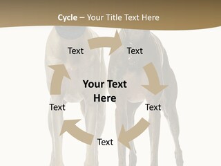 Two Dogs Standing Next To Each Other On A White Background PowerPoint Template