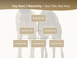 Two Dogs Standing Next To Each Other On A White Background PowerPoint Template