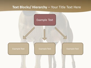 Two Dogs Standing Next To Each Other On A White Background PowerPoint Template