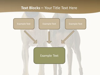 Two Dogs Standing Next To Each Other On A White Background PowerPoint Template