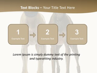 Two Dogs Standing Next To Each Other On A White Background PowerPoint Template