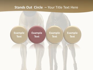 Two Dogs Standing Next To Each Other On A White Background PowerPoint Template