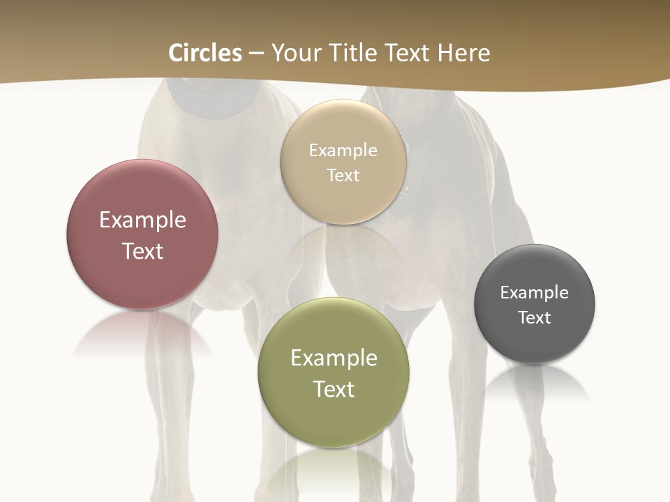 Two Dogs Standing Next To Each Other On A White Background PowerPoint Template