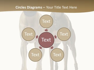 Two Dogs Standing Next To Each Other On A White Background PowerPoint Template