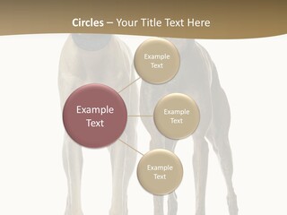 Two Dogs Standing Next To Each Other On A White Background PowerPoint Template