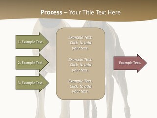 Two Dogs Standing Next To Each Other On A White Background PowerPoint Template