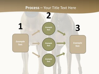 Two Dogs Standing Next To Each Other On A White Background PowerPoint Template