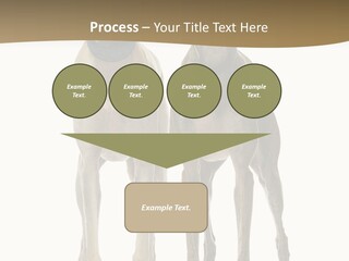 Two Dogs Standing Next To Each Other On A White Background PowerPoint Template