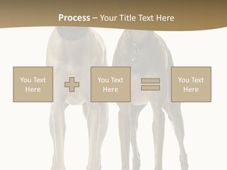 Two Dogs Standing Next To Each Other On A White Background PowerPoint Template