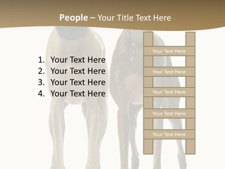 Two Dogs Standing Next To Each Other On A White Background PowerPoint Template