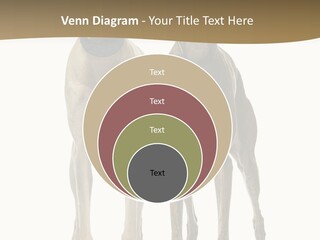 Two Dogs Standing Next To Each Other On A White Background PowerPoint Template