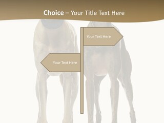 Two Dogs Standing Next To Each Other On A White Background PowerPoint Template