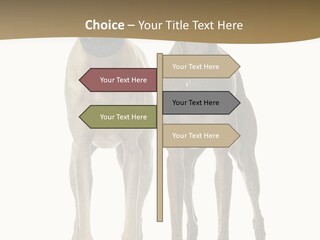 Two Dogs Standing Next To Each Other On A White Background PowerPoint Template