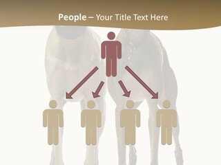 Two Dogs Standing Next To Each Other On A White Background PowerPoint Template