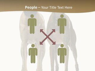 Two Dogs Standing Next To Each Other On A White Background PowerPoint Template