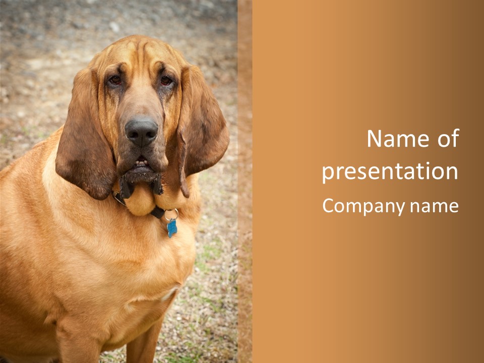 A Brown Dog With A Blue Tag On It's Collar PowerPoint Template