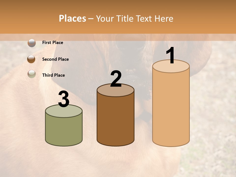 A Brown Dog With A Blue Tag On It's Collar PowerPoint Template