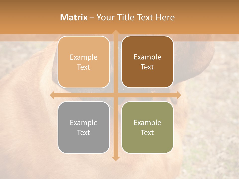 A Brown Dog With A Blue Tag On It's Collar PowerPoint Template