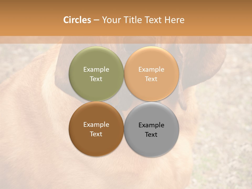 A Brown Dog With A Blue Tag On It's Collar PowerPoint Template
