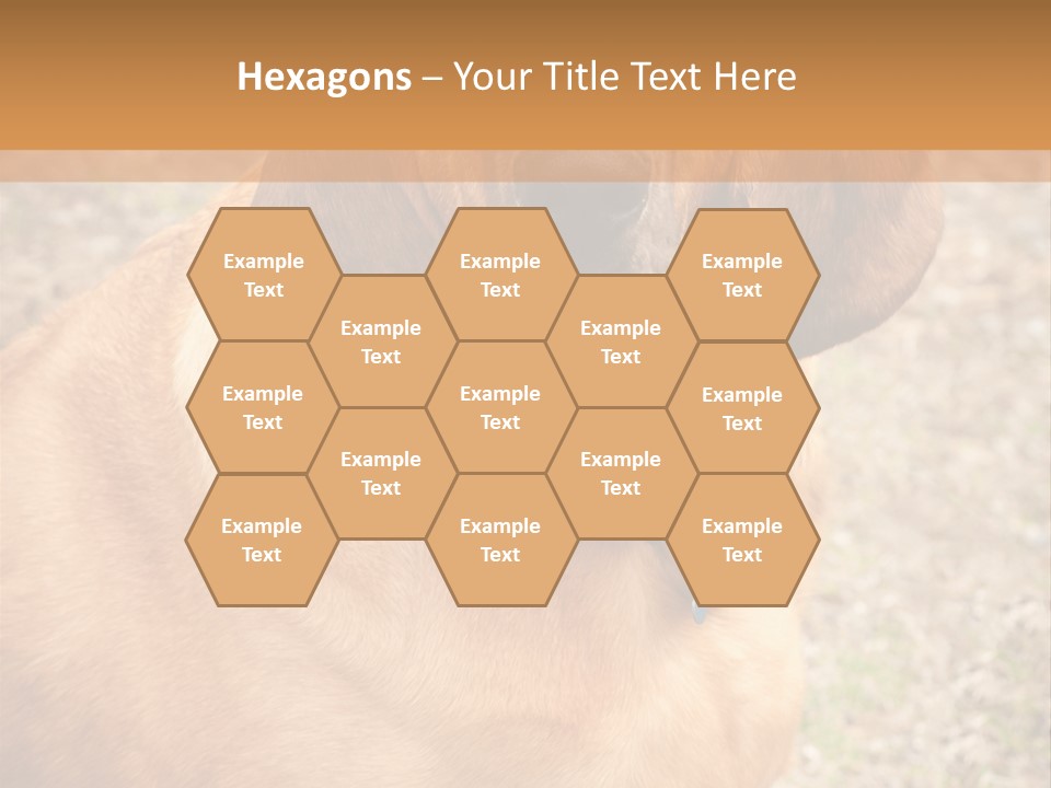 A Brown Dog With A Blue Tag On It's Collar PowerPoint Template