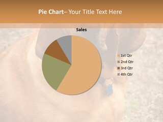 A Brown Dog With A Blue Tag On It's Collar PowerPoint Template