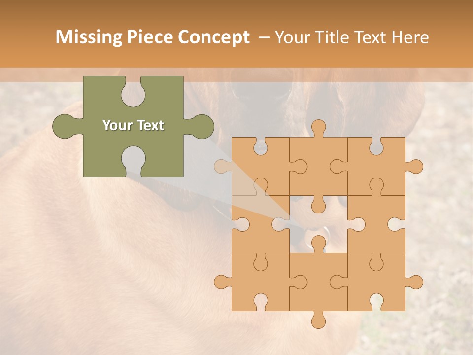 A Brown Dog With A Blue Tag On It's Collar PowerPoint Template