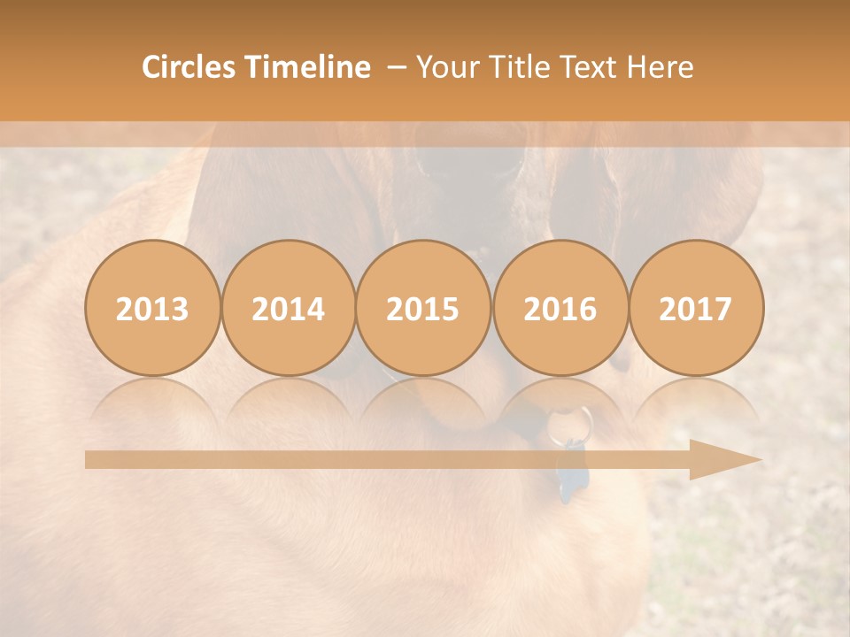 A Brown Dog With A Blue Tag On It's Collar PowerPoint Template