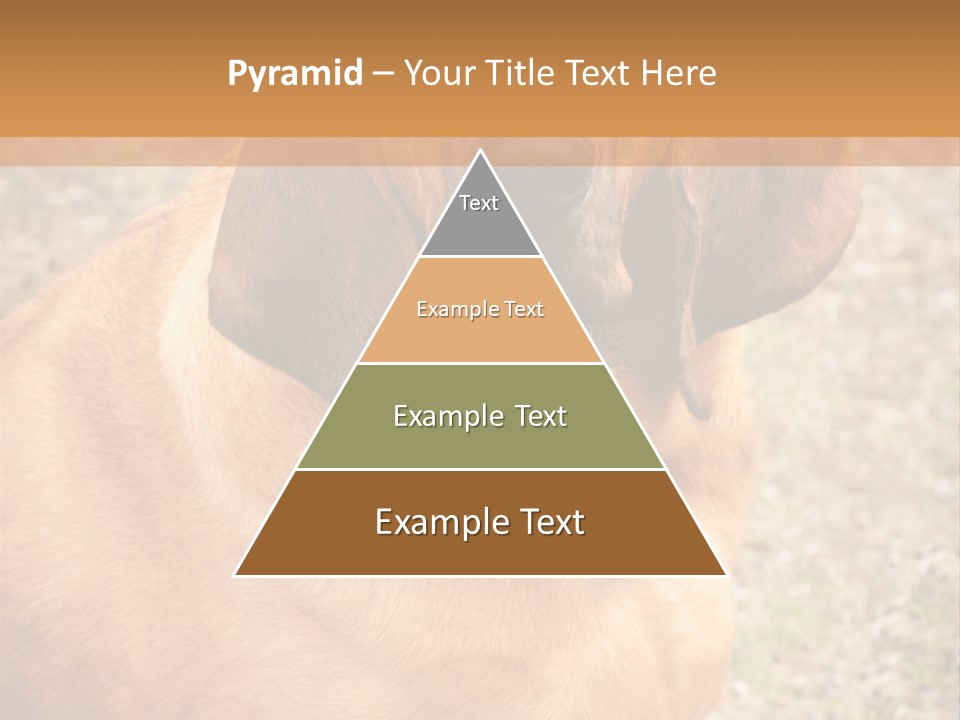 A Brown Dog With A Blue Tag On It's Collar PowerPoint Template