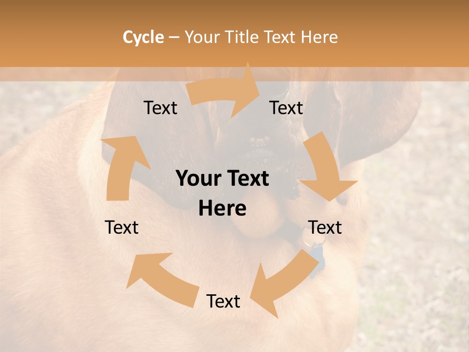 A Brown Dog With A Blue Tag On It's Collar PowerPoint Template