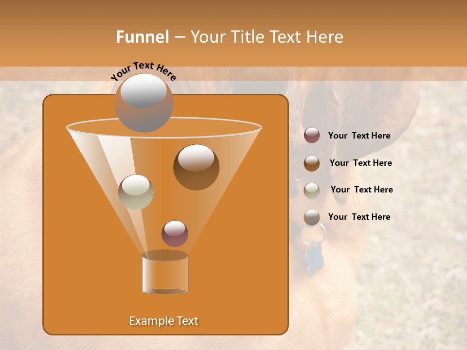 A Brown Dog With A Blue Tag On It's Collar PowerPoint Template