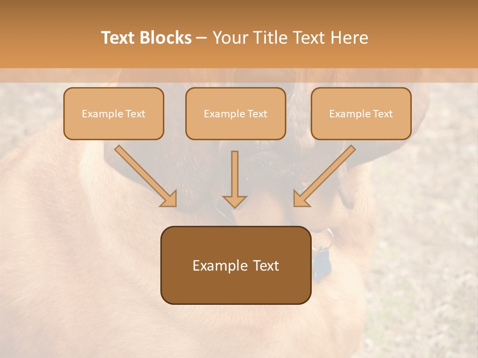 A Brown Dog With A Blue Tag On It's Collar PowerPoint Template